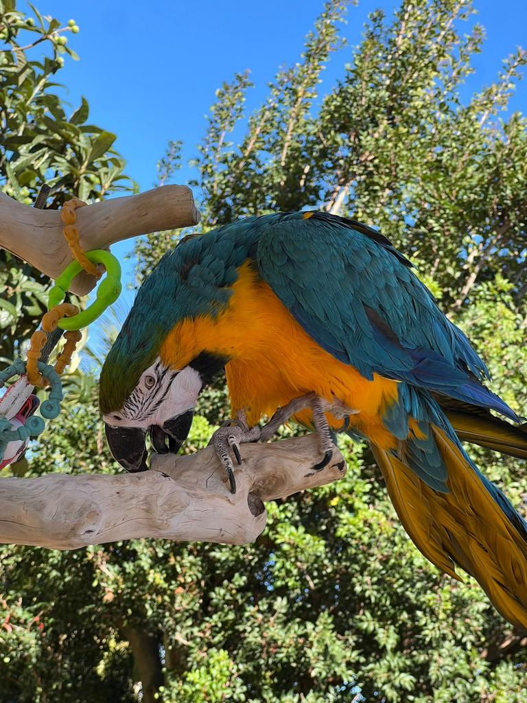 Papegaai gezocht herplaatsbaar of met een handicap, Dieren en Toebehoren, Vogels | Parkieten en Papegaaien, Meerdere dieren, Papegaai