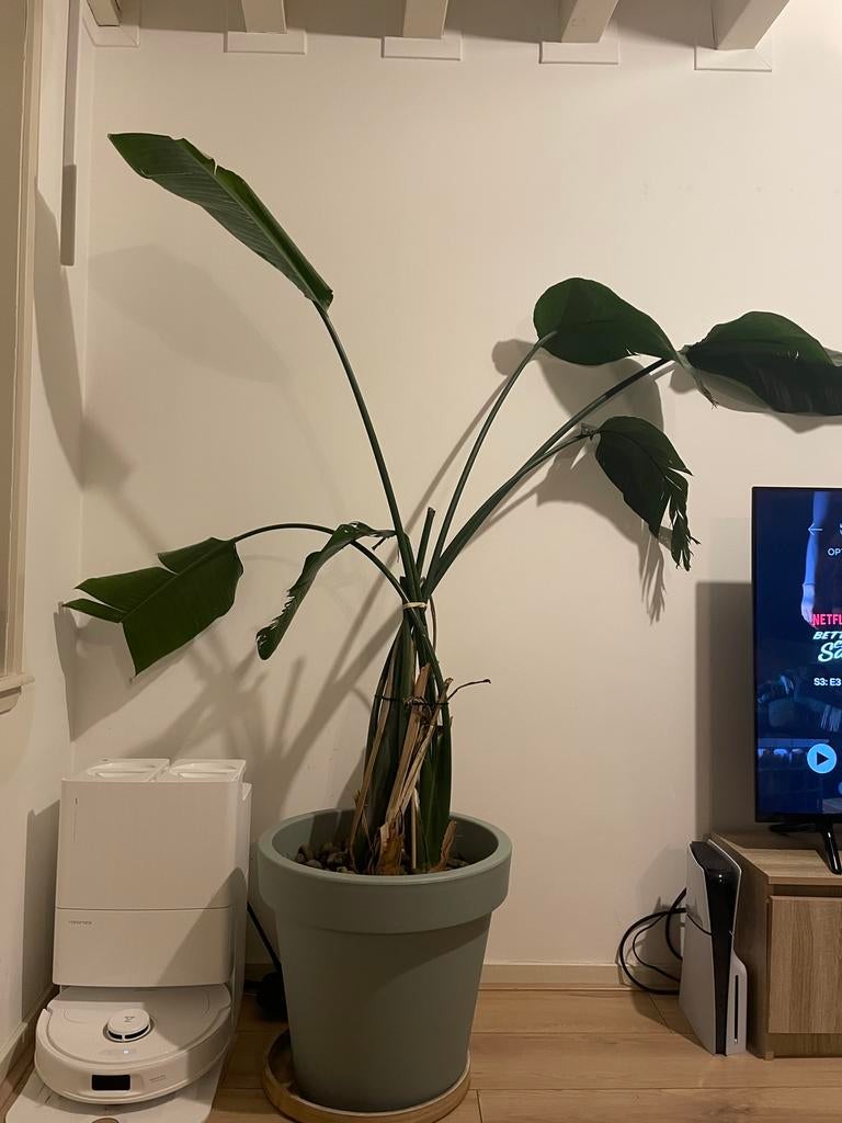 Streitzia plant, Ophalen, In pot, Halfschaduw, 150 tot 200 cm