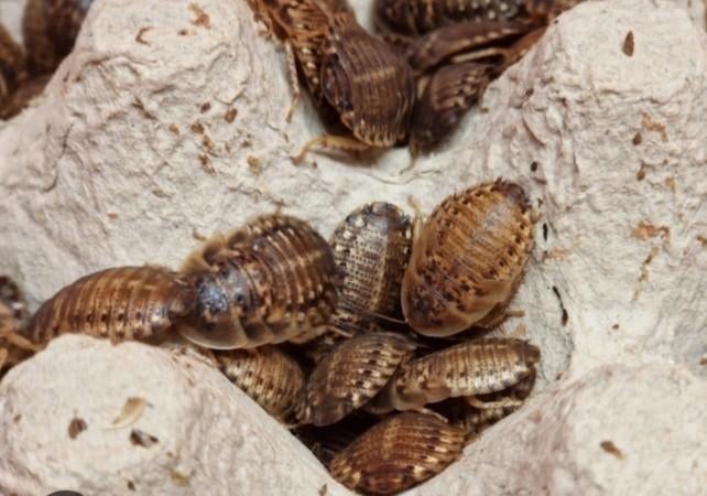 Kakkerlakken Dubia voer oa reptielen 1 euro bakje of ruilen, Overige soorten, 0 tot 2 jaar