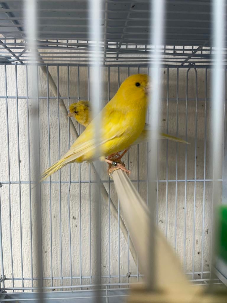 Kopel kanarie te koop, Dieren en Toebehoren, Vogels | Kanaries, Meerdere dieren, Kleurkanarie