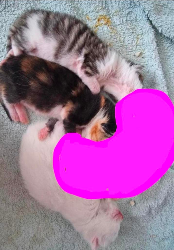 3 kittens te koop, Dieren en Toebehoren, Poes