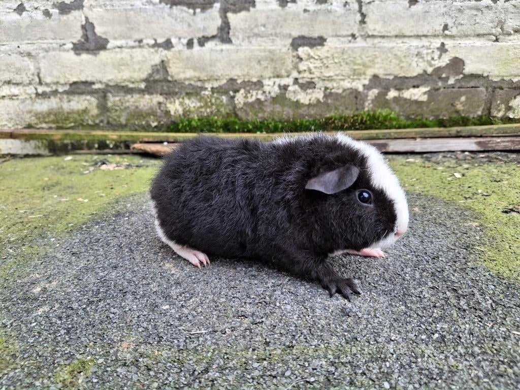 Cavia's, US teddy beertjes zwartbont, Dieren en Toebehoren, Cavia, Februari, Mannelijk, Tam