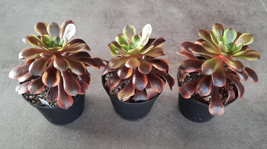Aeonium Super Bang, Vetplant, Minder dan 100 cm, Bloeiende kamerplant, Halfschaduw