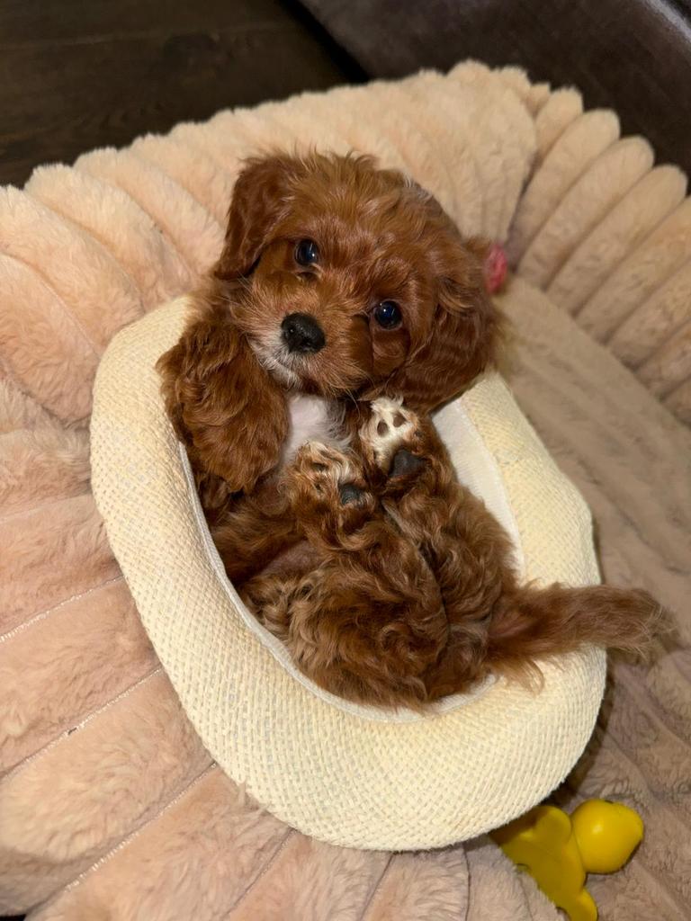 Maltipoo puppy, Dieren en Toebehoren, Parvo, België, Particulier, 15 weken tot 1 jaar