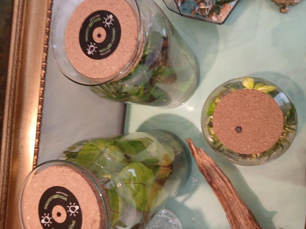 3 Terrarium met planten en LED verlichting, Ophalen, Halfschaduw, Minder dan 100 cm