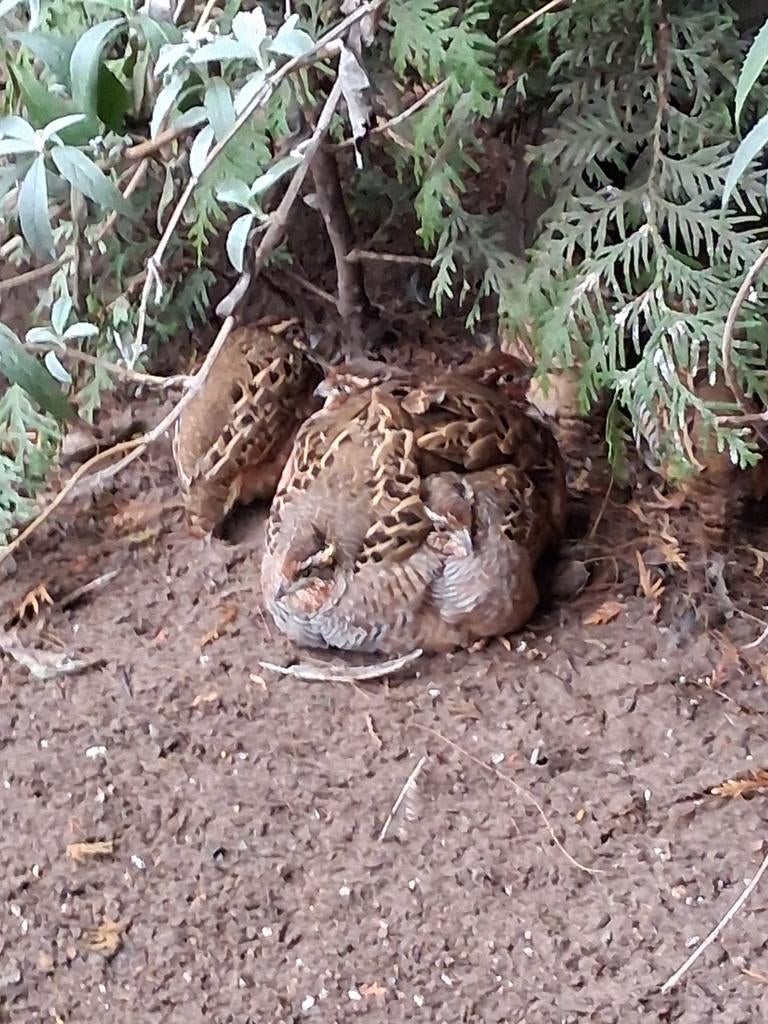 JUNGLEBUCH KWARTELS MANNEN 2025, Mannelijk, Tropenvogel, Geringd