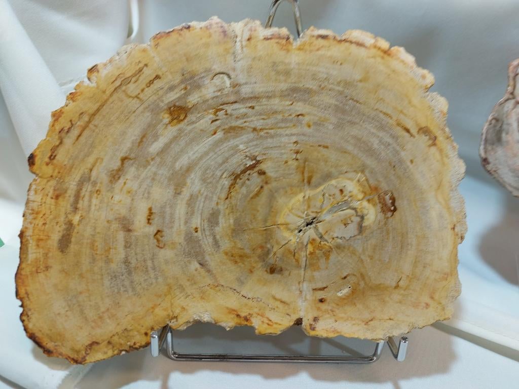 Versteend hout, Ophalen