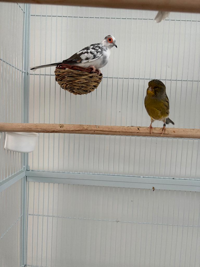 Diamand duif bond man, Dieren en Toebehoren, Vogels | Duiven, Mannelijk, Overige soorten