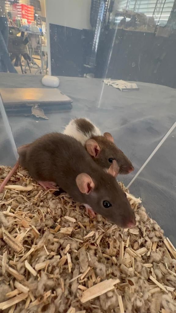 Baby dwerg ratten (per twee), Rat, Februari, Mannelijk, Tam