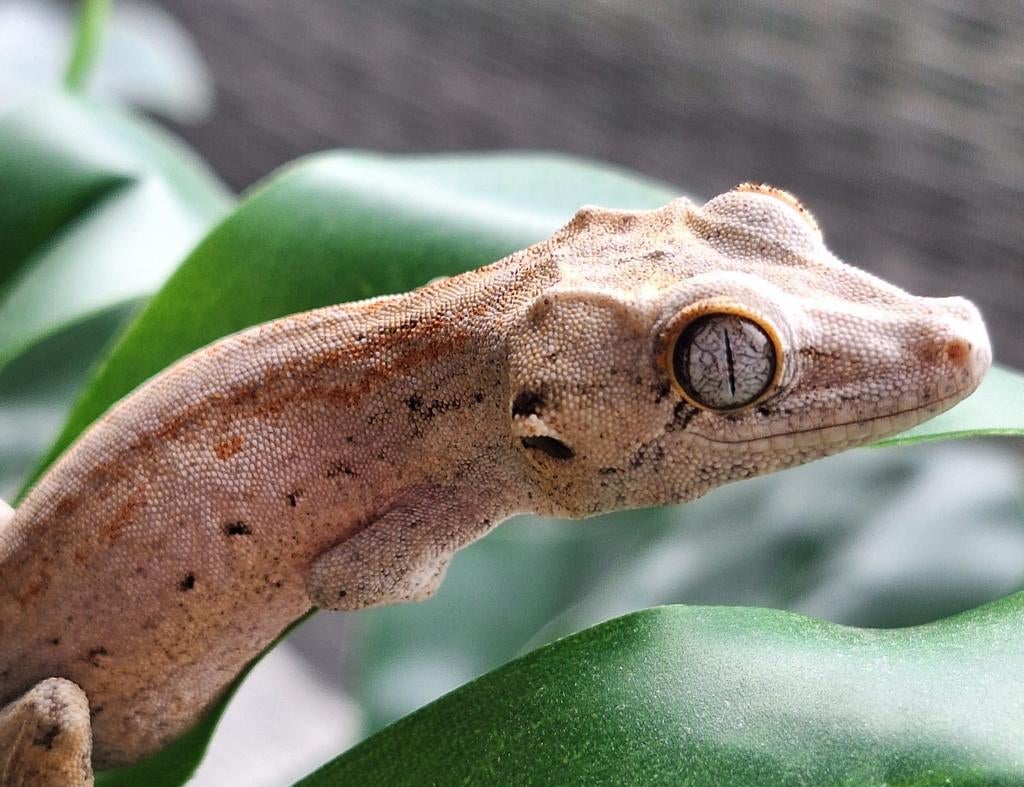 Nakweek gargoyle gekko, Hagedis, 0 tot 2 jaar