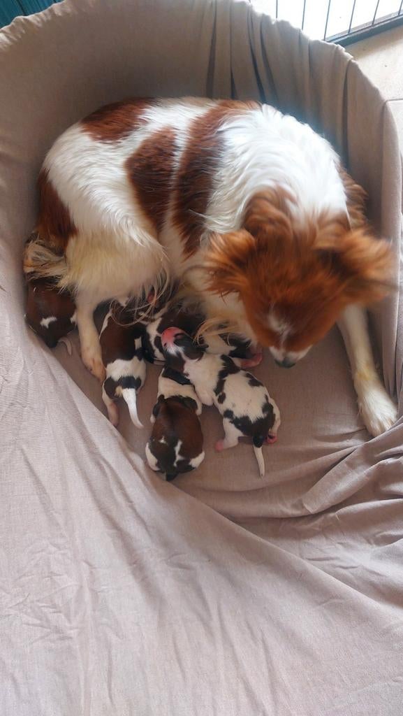 Schitterende kooikerhondje pups# kooiker#kooikers, Dieren en Toebehoren, Parvo, Nederland, 8 tot 15 weken, Meerdere