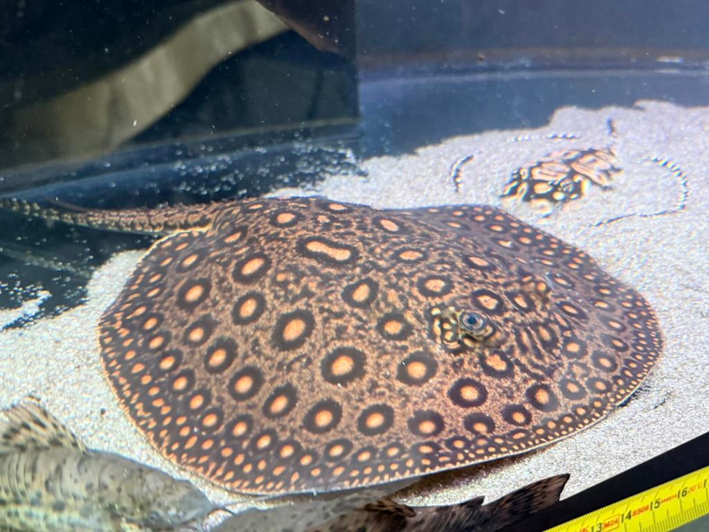 Potamotrygon mini marble vrouw motoro, Dieren en Toebehoren, Vis