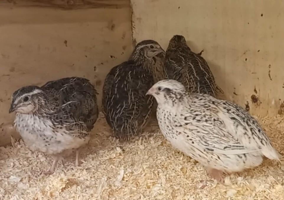 Kwartels en eitjes, Japanse!, Dieren en Toebehoren, Pluimvee, Geslacht onbekend