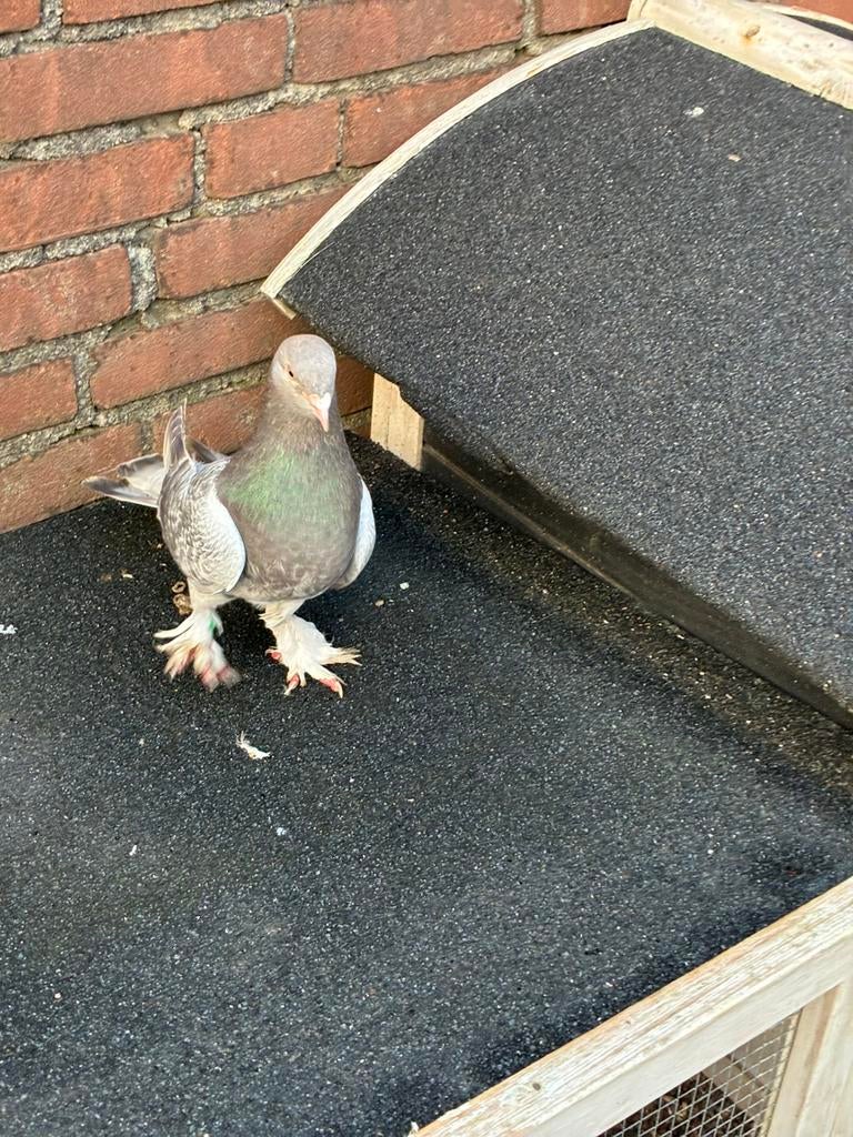 Takla doffer, Dieren en Toebehoren, Mannelijk, Kropper