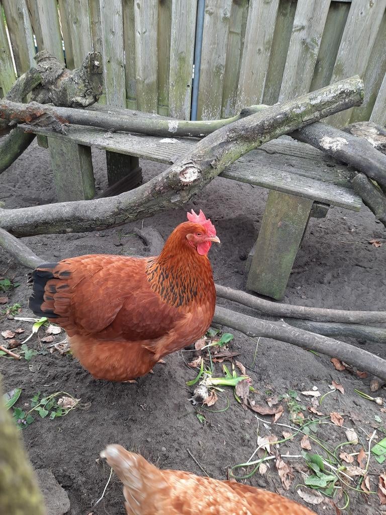 Gevraagd broedeieren grote new hampshire, Dieren en Toebehoren, Pluimvee, Geslacht onbekend, Kip