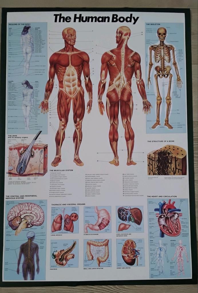 Grote Poster anatomie van het menselijk lichaam, Ophalen of Verzenden, Nieuw, MBO