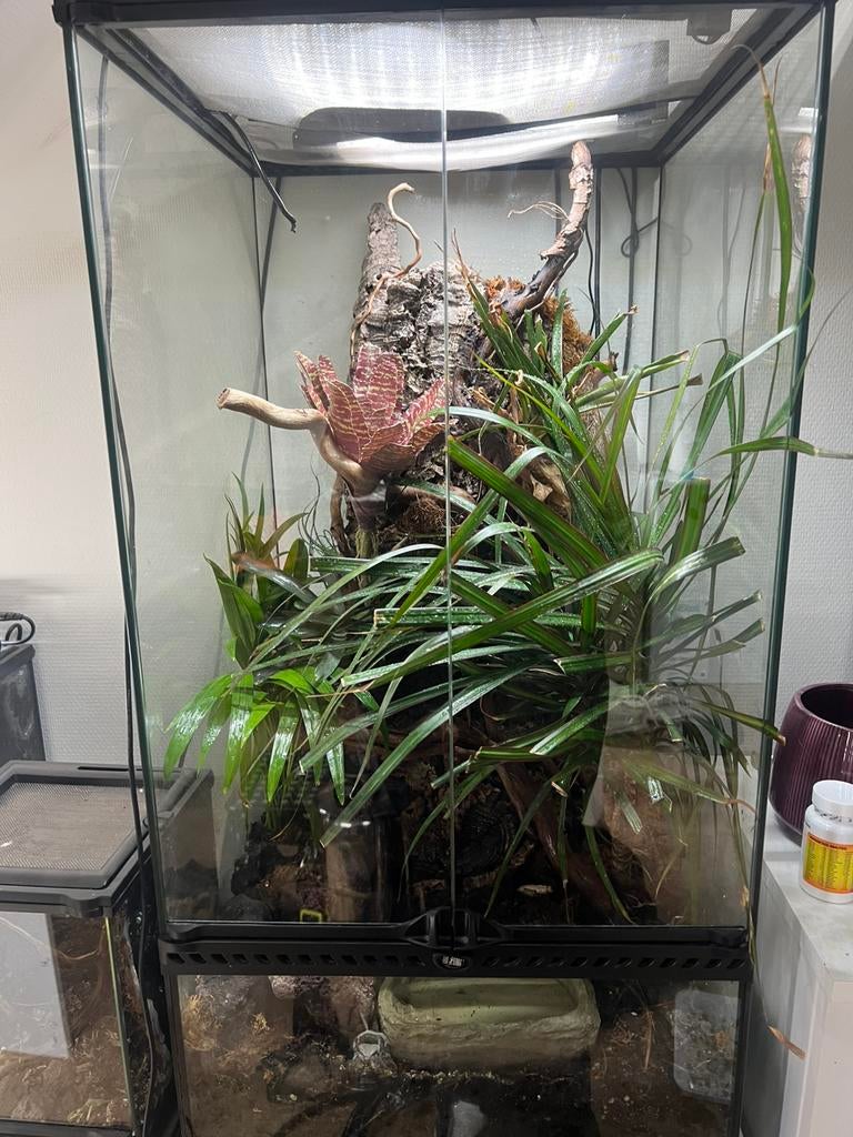 Kikkers inclusief terrarium, Dieren en Toebehoren, Reptielen en Amfibieën | Toebehoren, Zo goed als nieuw, Ophalen