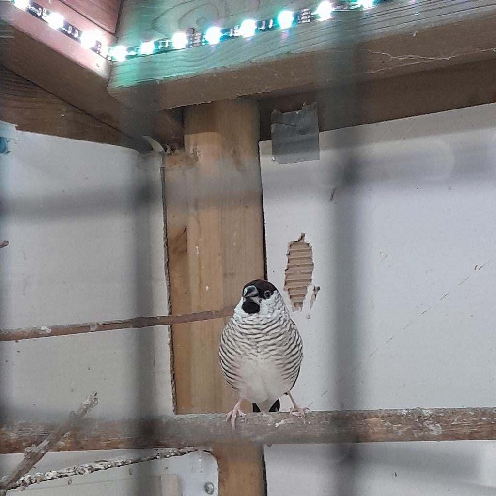 ceresamadine koppel gezocht, Dieren en Toebehoren, Vogels | Overige Vogels, Meerdere dieren, Tropenvogel, Geringd