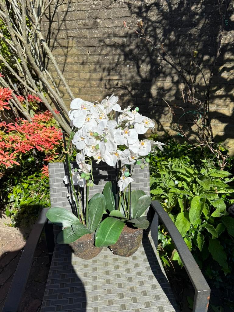 Orchideen, Ophalen of Verzenden, Zo goed als nieuw