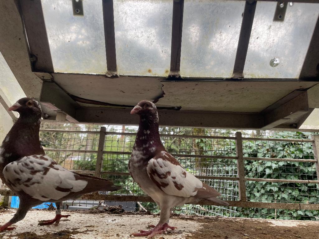 Zeer mooie choco postduiven ivm stoppen hobby, Dieren en Toebehoren, Vogels | Duiven, Postduif, Meerdere dieren