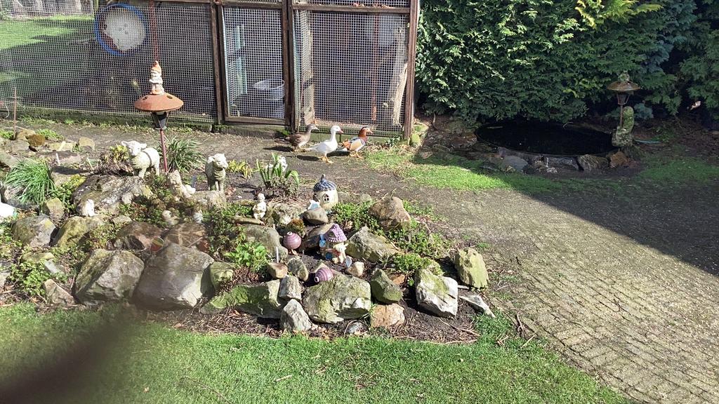 Mandarijn eend mandarijn eenden, Dieren en Toebehoren, Pluimvee, Vrouwelijk, Eend