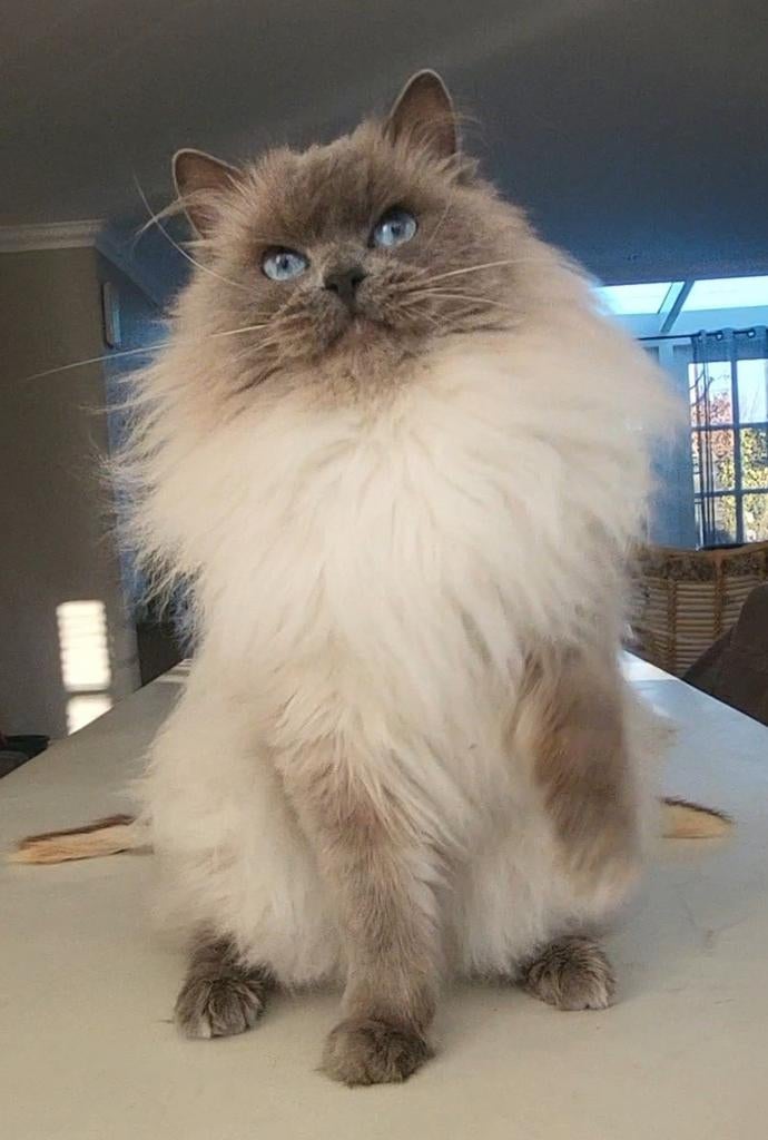 🥇 Ervaren Ragdoll Blue point dekkater met stamboom🥇, Dieren en Toebehoren, Katten en Kittens | Dekkaters