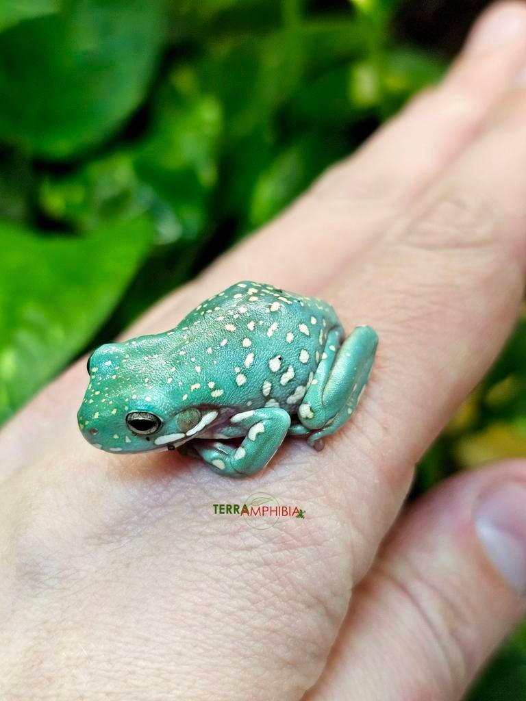 Litoria caerulea snowflake (Koraalteenboomkikkers), Dieren en Toebehoren, Amfibie, 0 tot 2 jaar