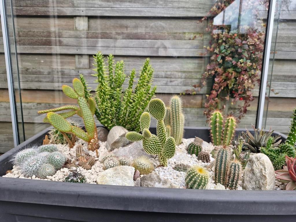 Elho kweektafel met cactussen, Ophalen, Kunststof, Gebruikt, 100 cm of meer
