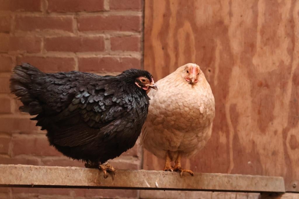 Diverse kippen te koop (geen raskippen), Dieren en Toebehoren, Vrouwelijk, Kip