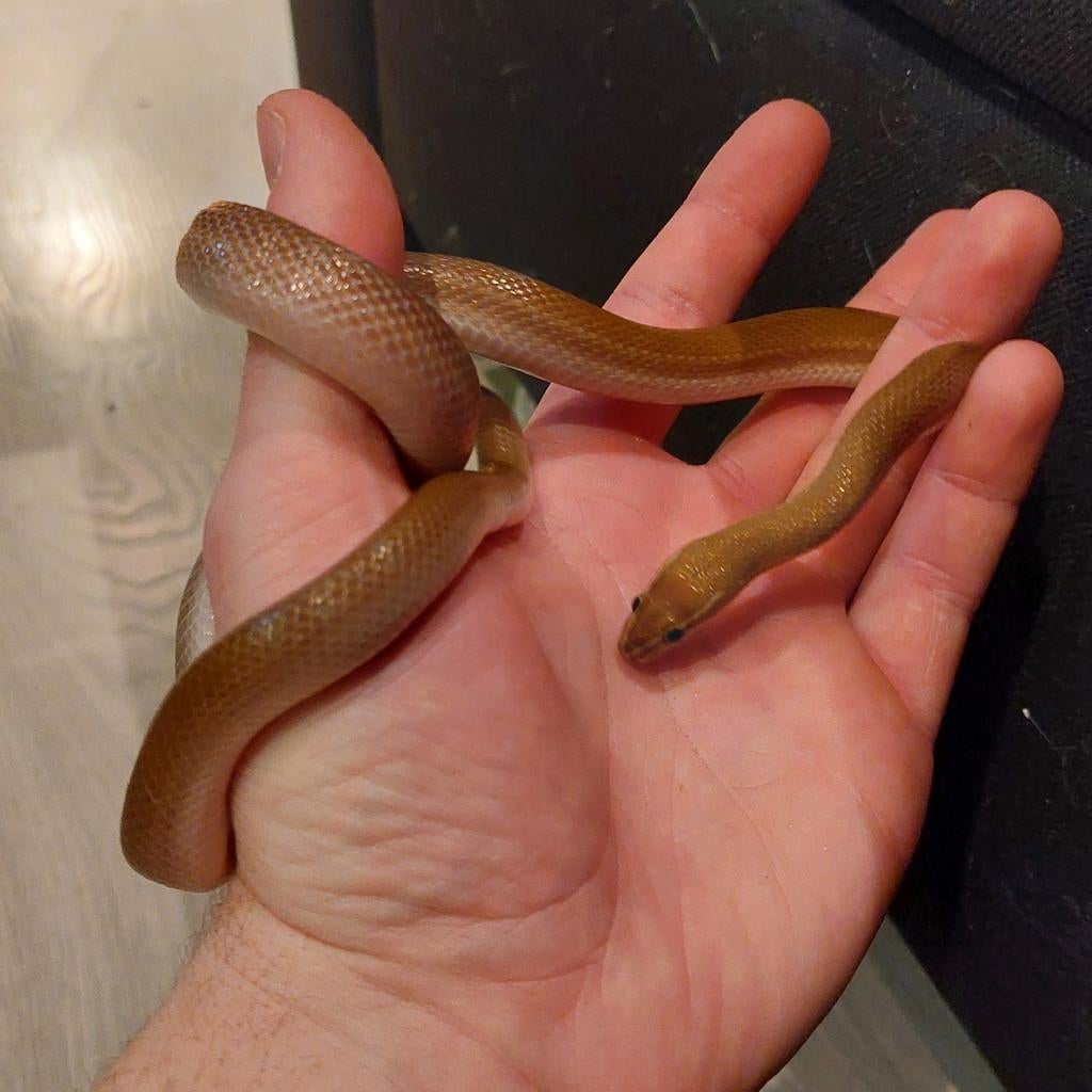 1.0 mannelijke Afrikaanse bruine huisslang., Dieren en Toebehoren, Slang, Tam, 0 tot 2 jaar