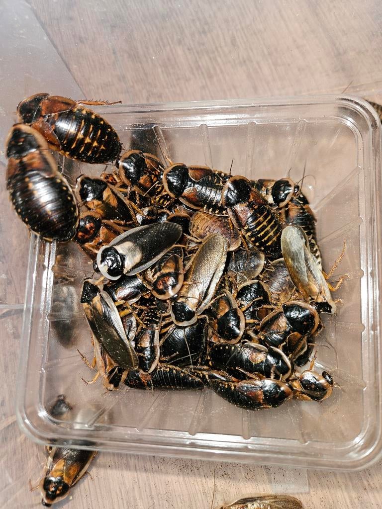 Dubia's kakkerlak voedseldieren klein/groot, Overige soorten