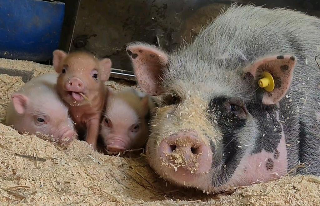Micro göttinger biggetjes, Dieren en Toebehoren, Schapen, Geiten en Varkens, Meerdere dieren, Varken