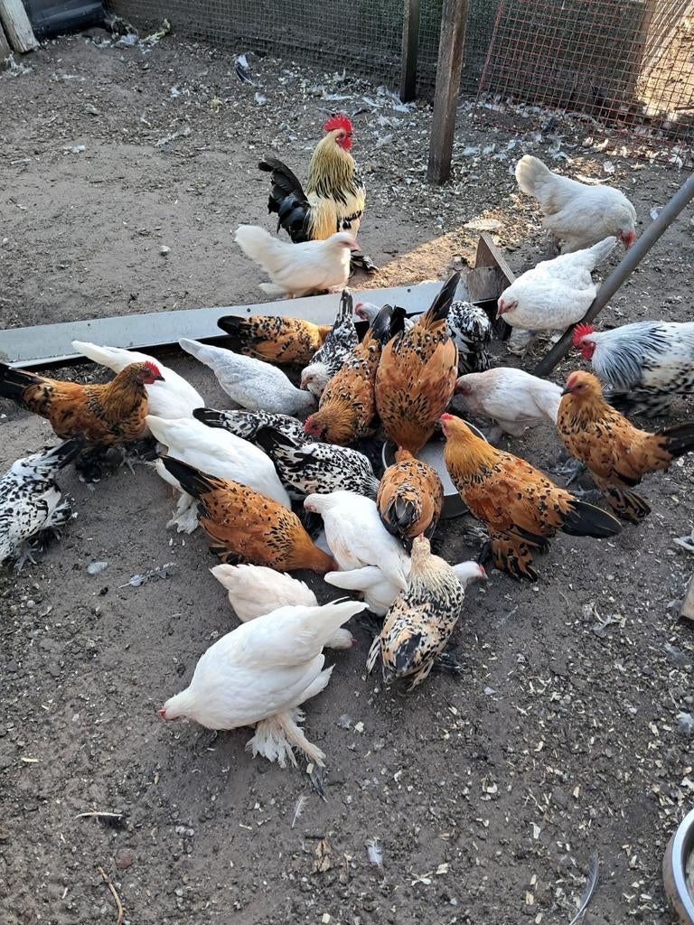 Sabelpoot, Dieren en Toebehoren, Meerdere dieren, Kip