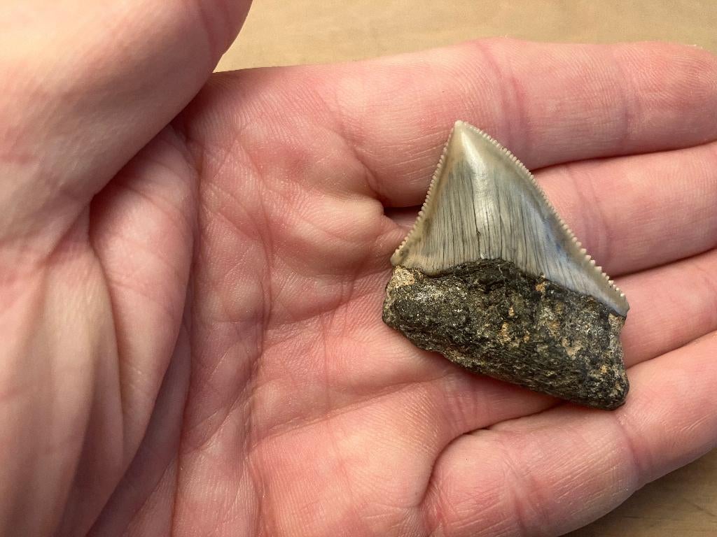 MOOIE POSTERIOR MEGALODON TAND - 4,89 cm, Ophalen of Verzenden, Fossiel