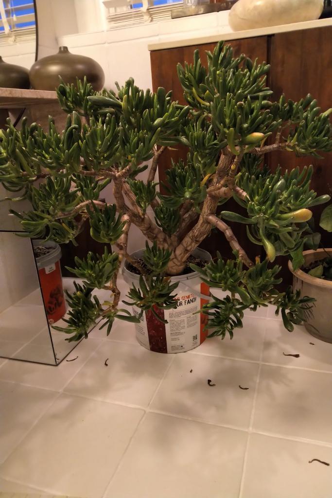 Hele grote horn tree/ crassula gollum (japanse geldboom), Ophalen, Halfschaduw, Minder dan 100 cm