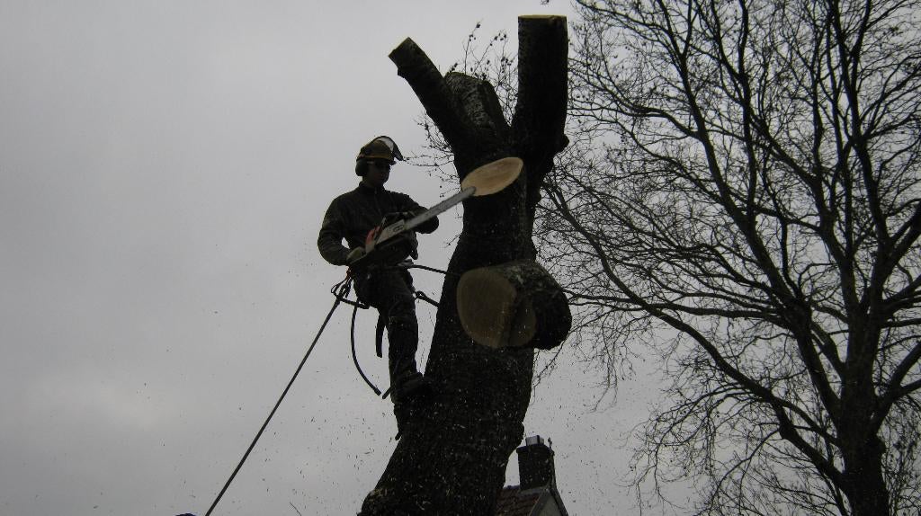 boom rooien / verwijderen / kappen, Tuinonderhoud of Snoeiwerk