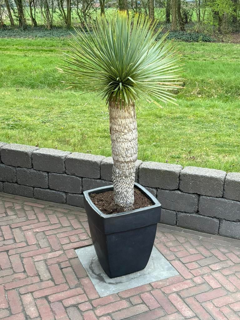 Yucca Rostrata, Ophalen, Overige soorten, Volle zon