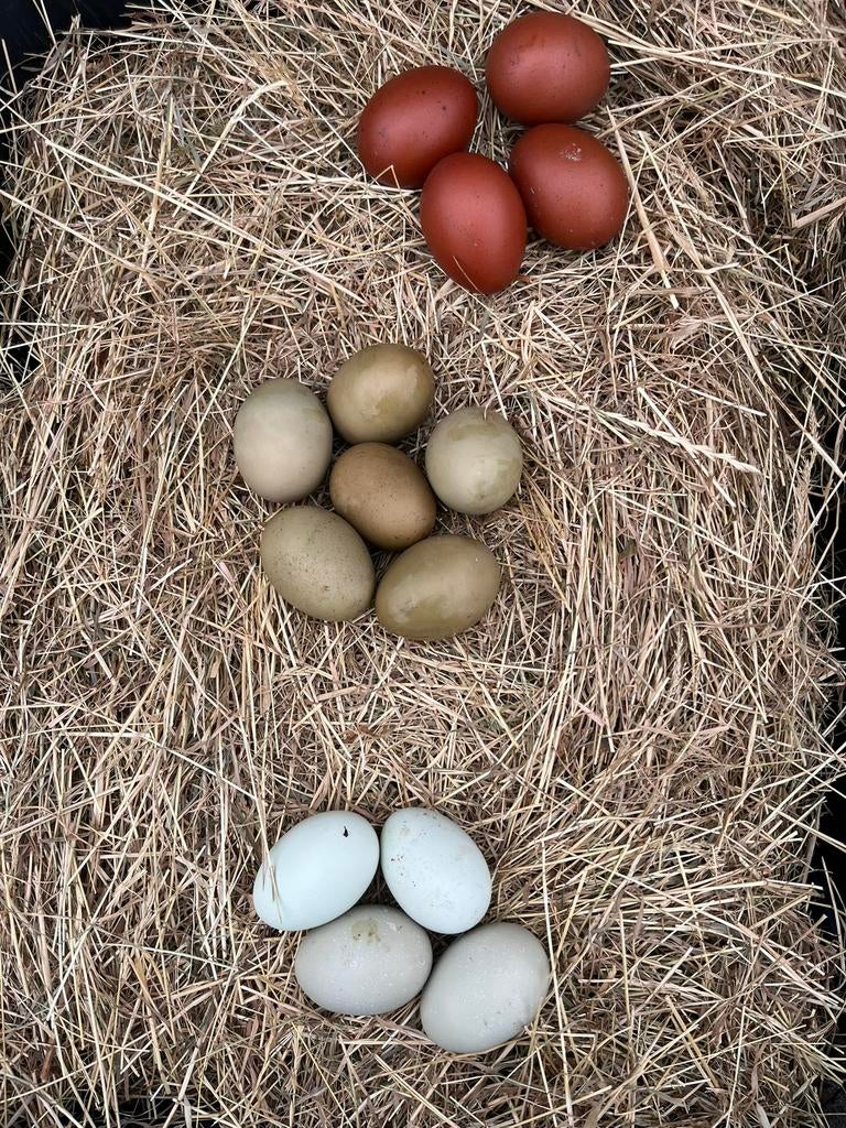 Broedeieren kleurleggers / olijfleggers / blauwleggers, Geslacht onbekend, Kip