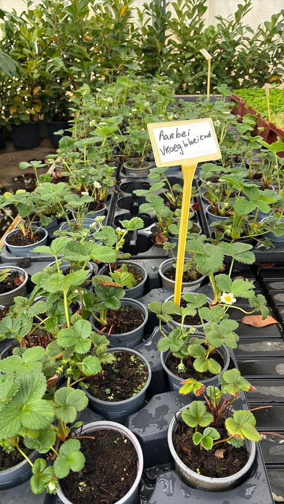 Aardbei plantjes, Tuin en Terras, Ophalen, Eenjarig, Groenteplanten, Volle zon