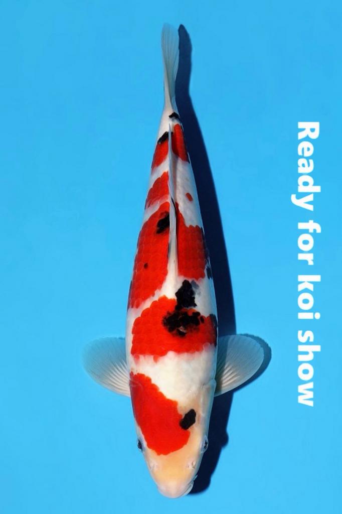 MOMOTARO super tosai SANKE met jumbo bloodline, Dieren en Toebehoren, Vissen | Vijvervissen, Karper of Koi