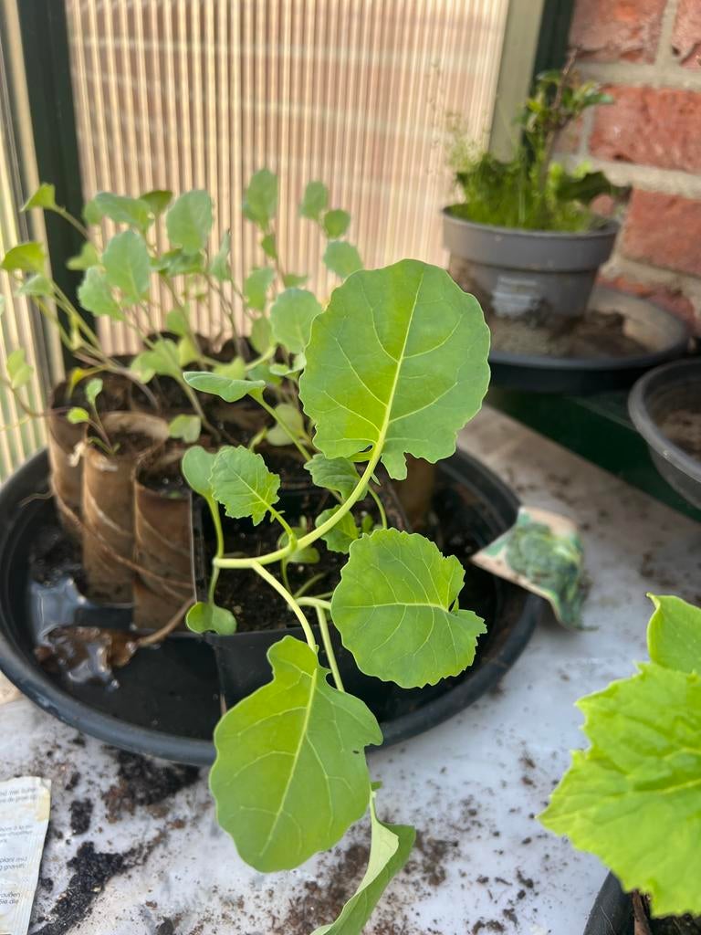 Broccoli plantjes - Vers en klaar om te planten, Tuin en Terras, Planten | Tuinplanten, Ophalen, Volle zon, Groenteplanten, Eenjarig