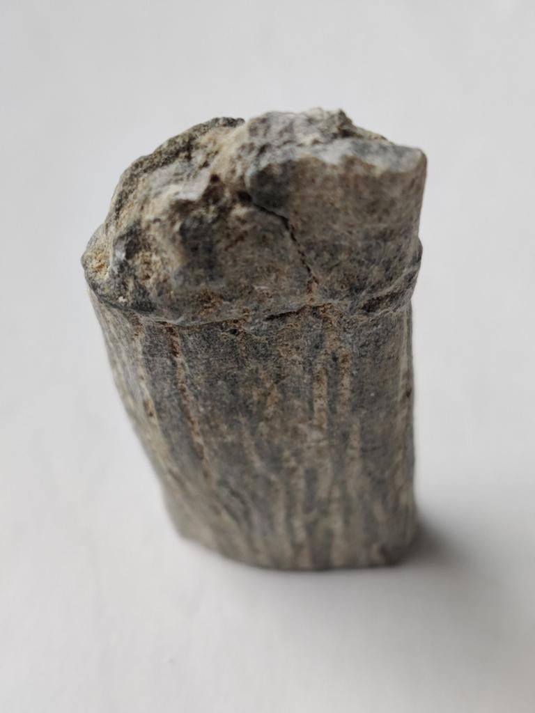 Versteend hout stukje, Ophalen of Verzenden