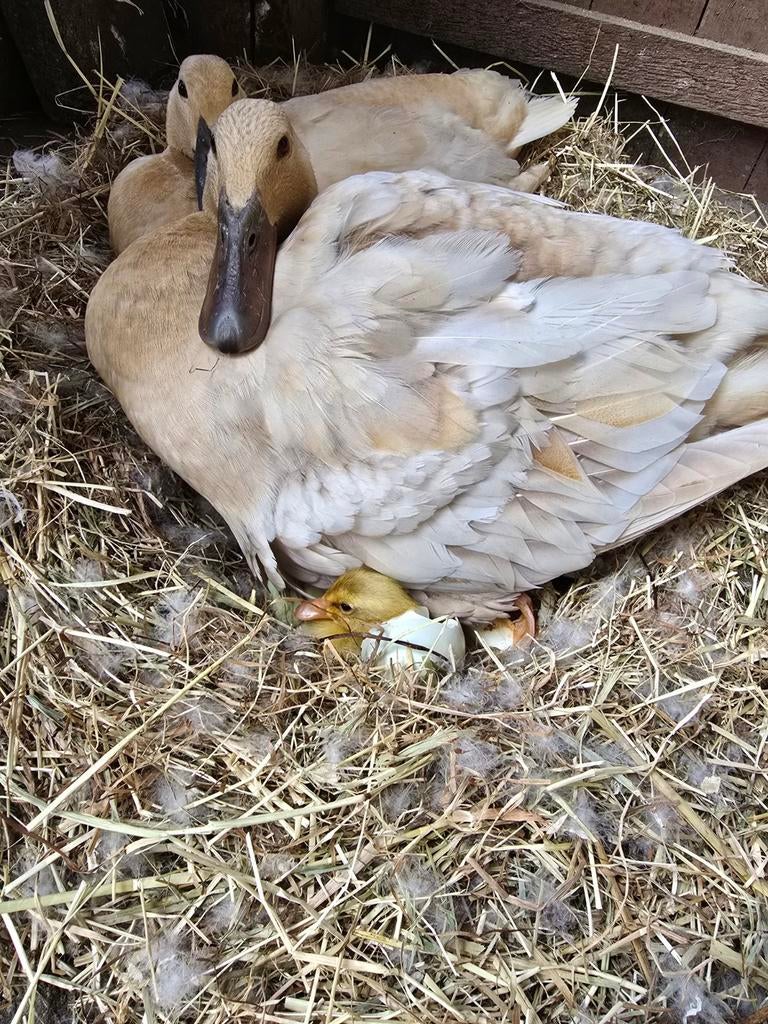 Loopeend / cayuga / sebastopol krulveer gans pullen kuikens, Dieren en Toebehoren, Pluimvee, Geslacht onbekend, Eend