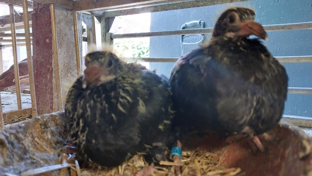 Twee jonge zwarte, Dieren en Toebehoren, Pluimvee, Meerdere dieren, Gans of Zwaan
