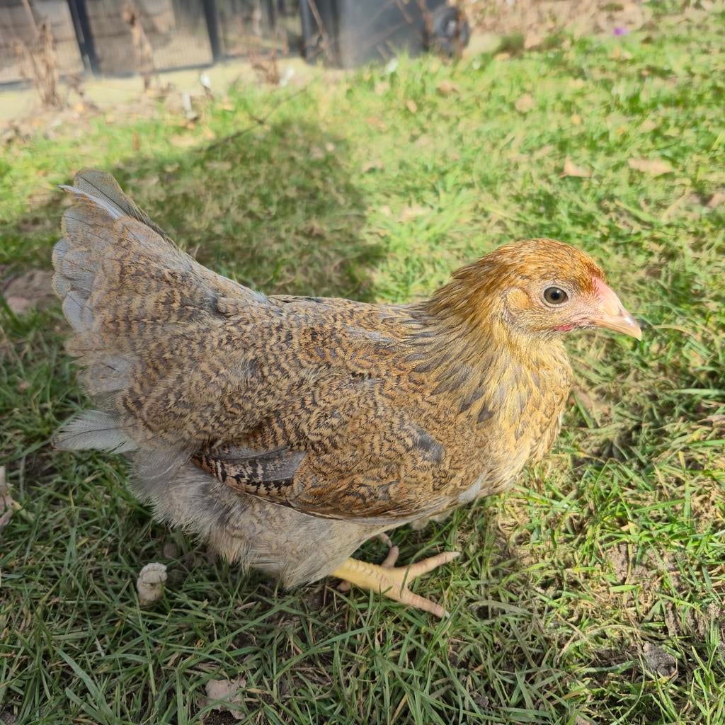 Kuikens van 10 weken oud wyandotte kriel OP is OP, Vrouwelijk, Kip