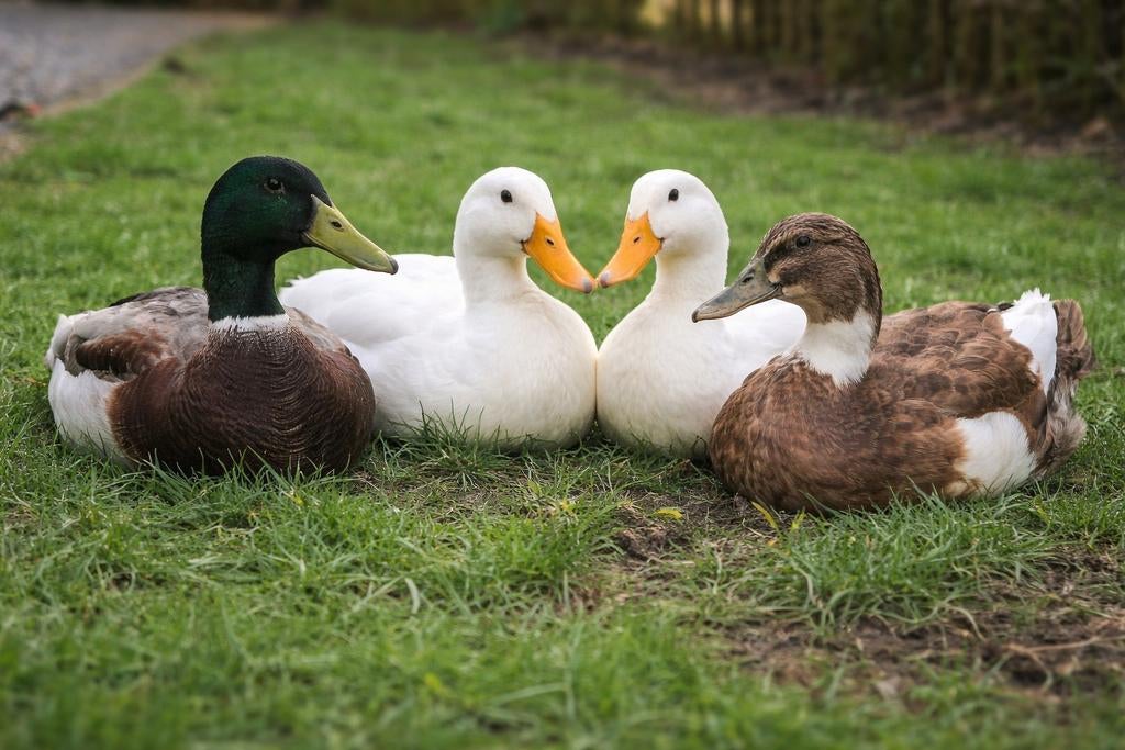 Loopeend kuikens of bevruchte eieren!, Dieren en Toebehoren, Pluimvee, Meerdere dieren, Eend