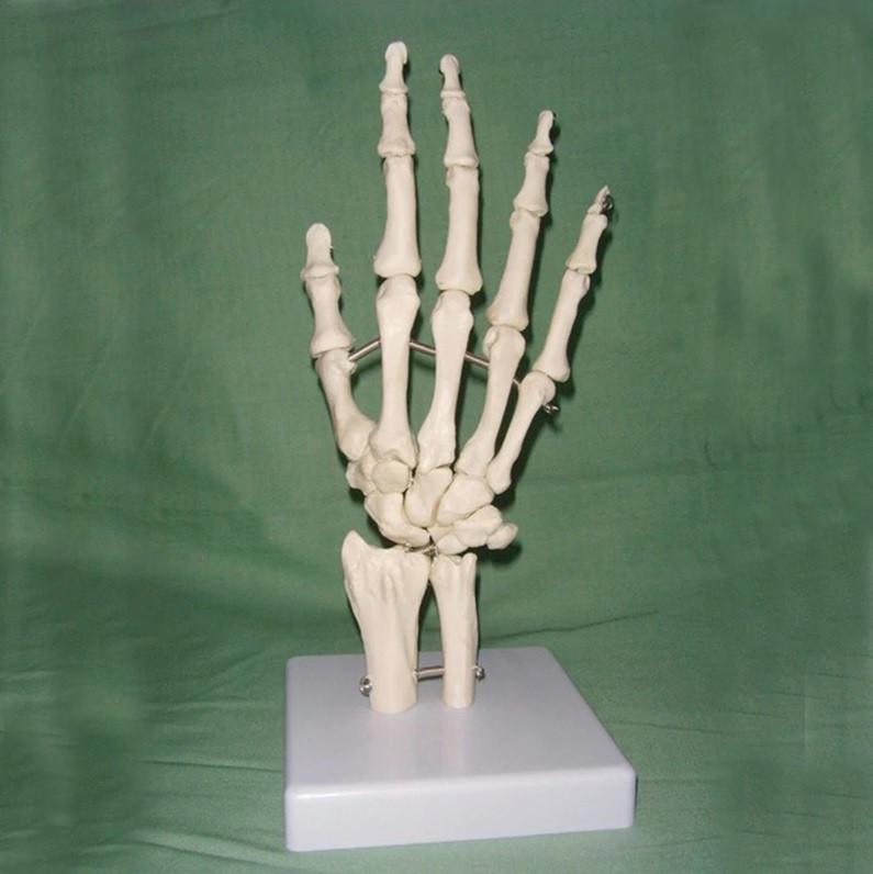 Hand Menselijk Anatomie Model / School Botten Skelet Medisch, Verzenden, Nieuw