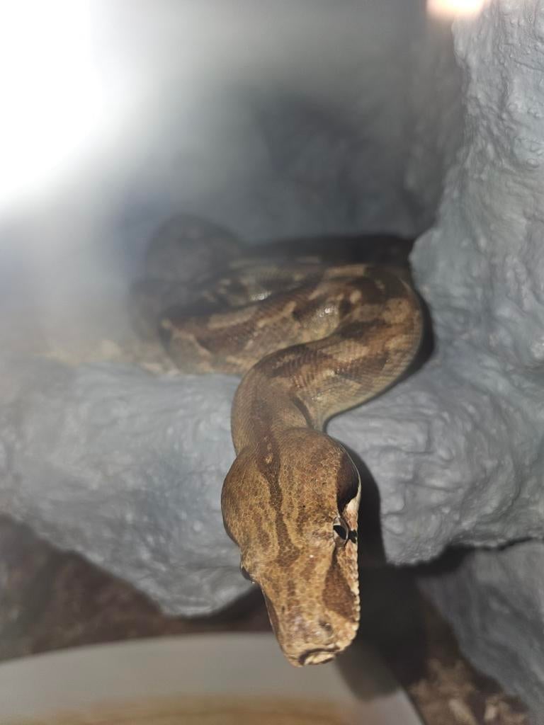 Boa imperator man, Dieren en Toebehoren, Slang, 3 tot 6 jaar