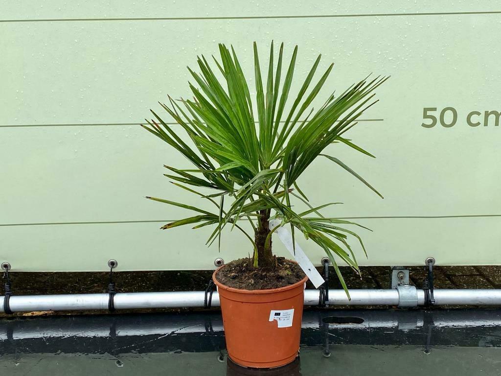 Palmboom - Trachycarpus Fortunei - stamhoogte 10 cm, Ophalen of Verzenden, Minder dan 100 cm, Zomer, Palmboom