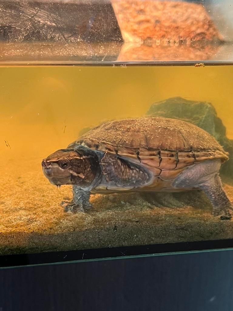 Leuk waterschildpadje (ong 10cm) met verblijf en toebehoren, Dieren en Toebehoren, Reptielen en Amfibieën, Schildpad, Met terrarium